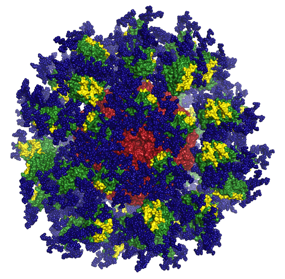TSRI and IAVI scientists have designed a protein nanoparticle called "eOD-GT8 60mer" that binds and activates B cells needed to fight HIV.