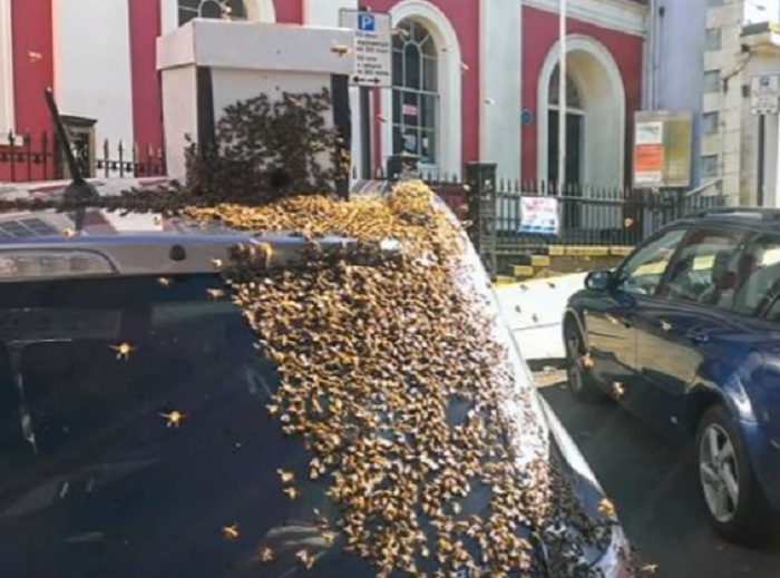 20000 Bees Chased a Car