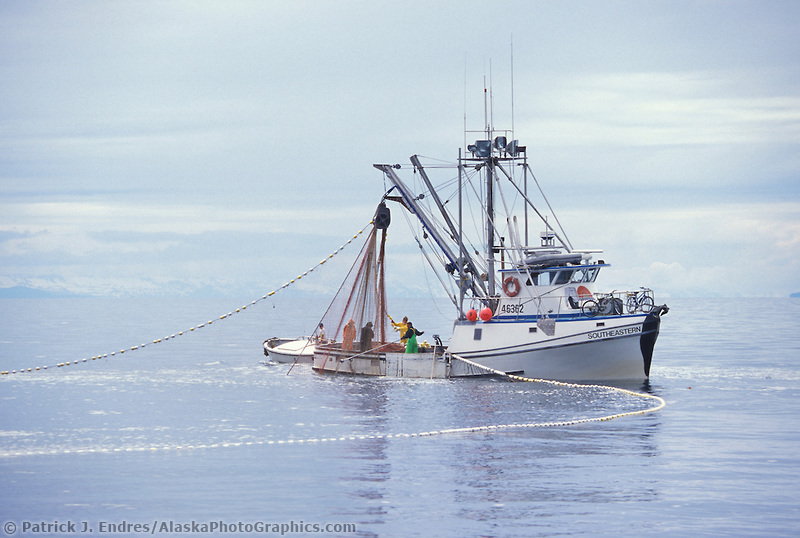 Purse seine drawn the net while commercial fishing for salmon in Prince William Sound, Alaska