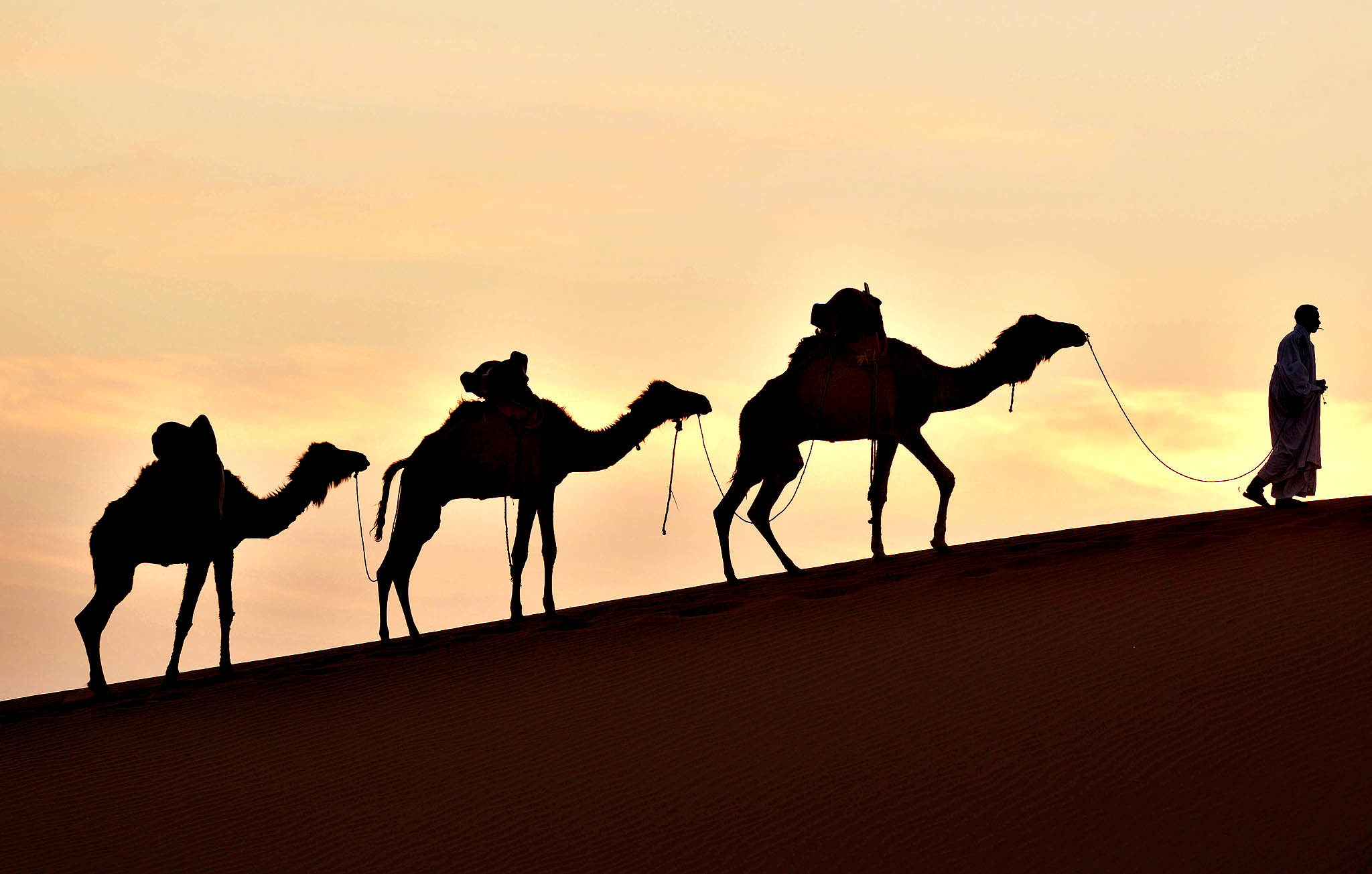 Тема караван. Верблюд в пустыне. Караван в пустыне. Караван в пустыне ночью. Верблюд ночью в пустыне.