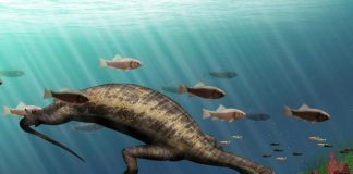 Ocean's first vegetarian reptile