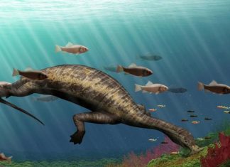 Ocean's first vegetarian reptile