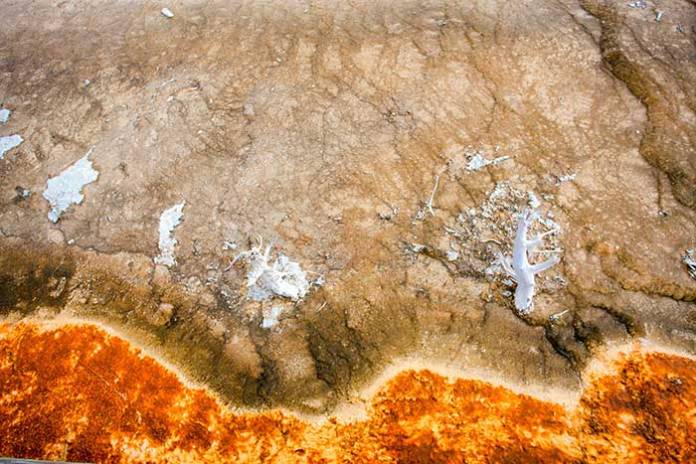 46,000-Year-Old Extinct Bird Frozen In Siberian Permafrost Identified As Horned Lark