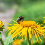 Steep Decline in Bumblebee Populations Due to Climate Change