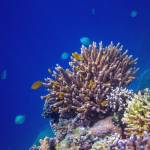 Scientists Discover Deep-Sea Coral Gardens in Mysterious Underwater Canyons