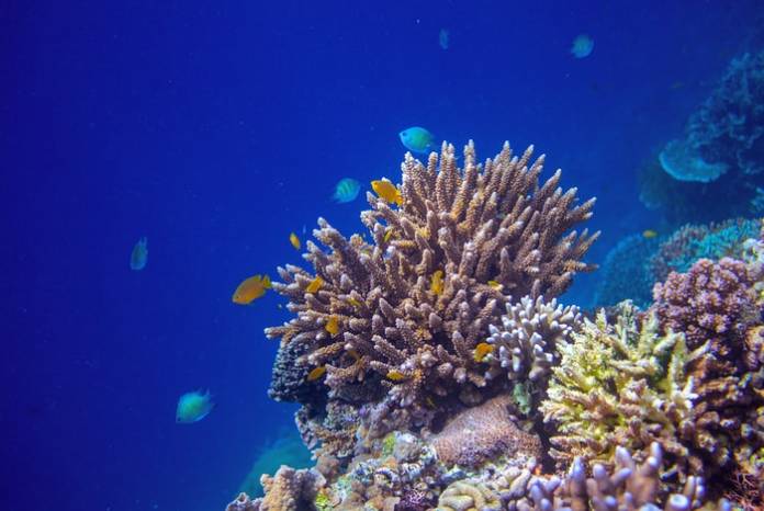 Scientists Discover Deep-Sea Coral Gardens in Mysterious Underwater Canyons