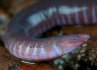 Neither Worm Nor Snake, Caecilians Have Mouths That Can Deliver Venomous Bites