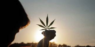 4 Interesting Facts You May Not Know About Cannabis