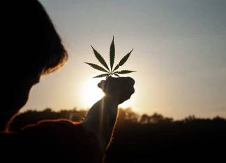 4 Interesting Facts You May Not Know About Cannabis