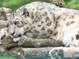 Snow Leopard at San Diego Zoo Contracts COVID-19; Habitat Closed to Visitors