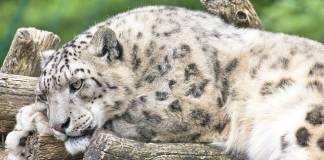 Snow Leopard at San Diego Zoo Contracts COVID-19; Habitat Closed to Visitors