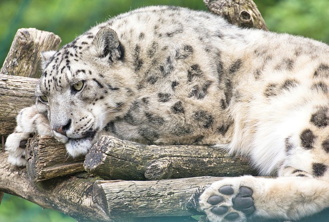 Snow Leopard at San Diego Zoo Contracts COVID-19; Habitat Closed to Visitors