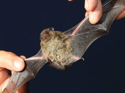CDC Warns Against Handling Bats as Three People Die from Rabies