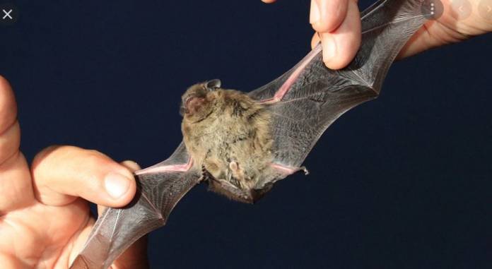 CDC Warns Against Handling Bats as Three People Die from Rabies
