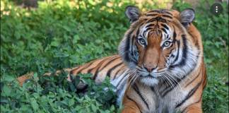 Deputy Shoots Malayan Tiger to Death in Florida Zoo for Attacking Cleaner