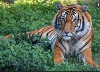Deputy Shoots Malayan Tiger to Death in Florida Zoo for Attacking Cleaner