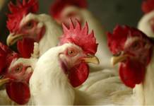 Poultry Experts Call for Higher Alerts As Bird Flu Hits US at a Dangerous Time