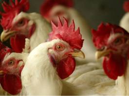 Poultry Experts Call for Higher Alerts As Bird Flu Hits US at a Dangerous Time