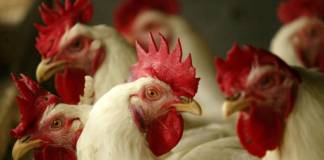 Poultry Experts Call for Higher Alerts As Bird Flu Hits US at a Dangerous Time