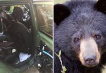 Black Bear Foraging For Food inside Car Gets Trapped, Dies in 140 Degrees Heat