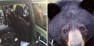 Black Bear Foraging For Food inside Car Gets Trapped, Dies in 140 Degrees Heat