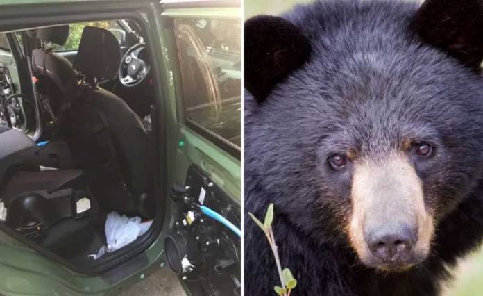 Black Bear Foraging For Food inside Car Gets Trapped, Dies in 140 Degrees Heat