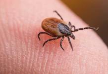 Woman Bitten By Deer Tick Dies of Powassan Virus Infection in Connecticut