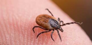 Woman Bitten By Deer Tick Dies of Powassan Virus Infection in Connecticut
