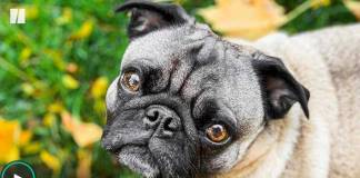 Michigan Dogs Hit By Canine Parvovirus Despite Testing Negative to Screening