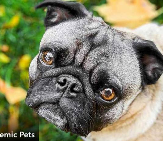 Michigan Dogs Hit By Canine Parvovirus Despite Testing Negative to Screening