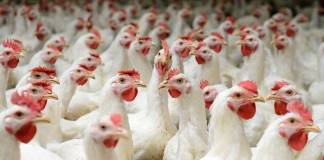 Avian Flu Outbreak Kills 50.54 Million Chickens, Turkeys, and Ducks in the US