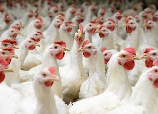 Avian Flu Outbreak Kills 50.54 Million Chickens, Turkeys, and Ducks in the US