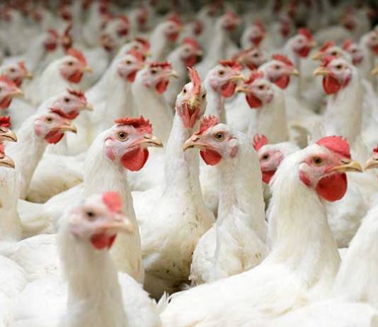 Avian Flu Outbreak Kills 50.54 Million Chickens, Turkeys, and Ducks in the US
